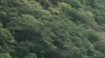 Autoridades aseguran a 368 migrantes abandonados en el sur de México