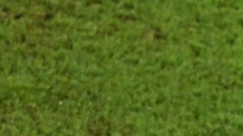 Gareth Bale  afirma que seguirá en la selección de Gales.