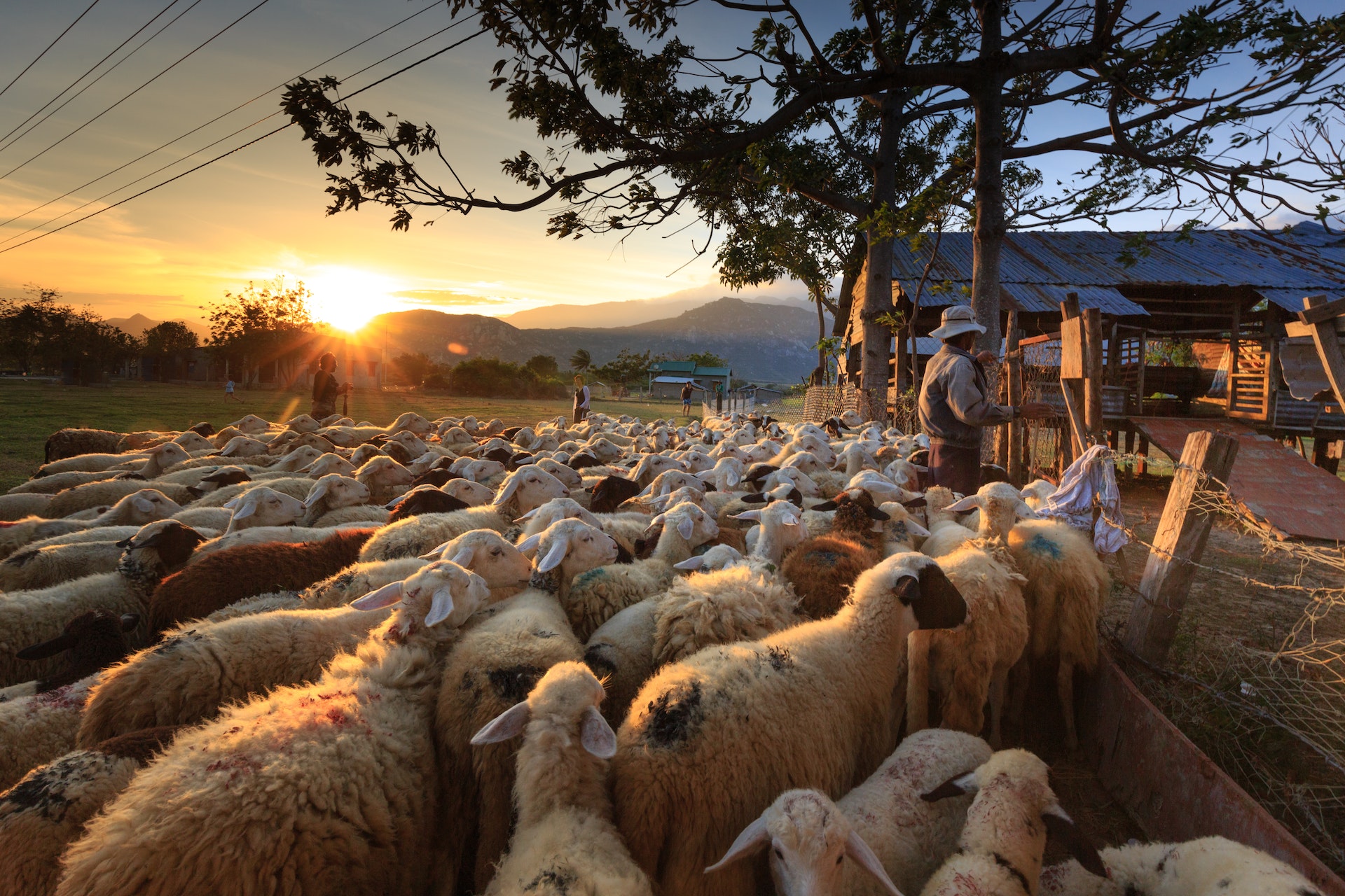 hay ovejas en china