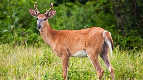 Venado Cola blanca