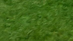 Enner Valencia podría jugar con Ecuador ante Países Bajos