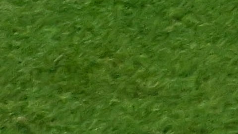 Enner Valencia podría jugar con Ecuador ante Países Bajos
