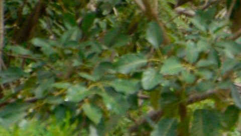 TOPSHOT-GUATEMALA-HONDURAS-US-MIGRATION-CARAVAN