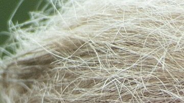 Donald Trump Mitch McConnell Supremacista blanco