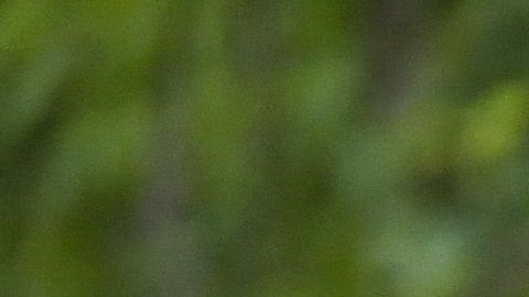 Cuatro cachorros de oso negro fueron asesinados a balazos en NJ.