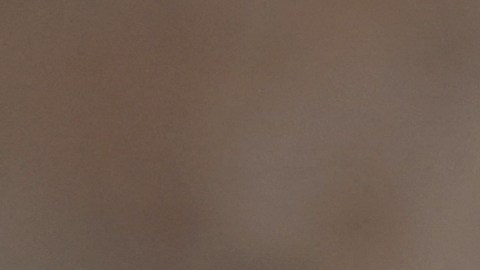 Decenas de monos provocaron la muerte de un hombre en Uttar Pradesh.