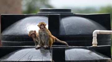 Decenas de monos provocaron la muerte de un hombre en Uttar Pradesh.