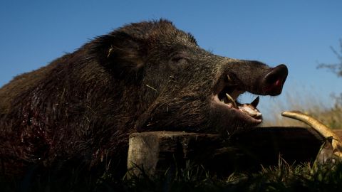 El hombre se enfrentó a un jabalí muy agresivo que lo derribó.