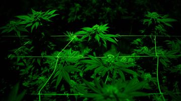 La marihuana está clasificada en el Anexo I de la Ley de Sustancias Controladas.