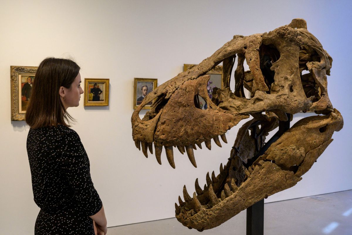 T-Rex skull found in South Dakota to be auctioned in New York