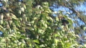 El conductor rompió la puerta principal del restaurante de comida rápida.