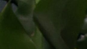 Martin Luther King Jr. pagó la factura del nacimiento de Julia Roberts.