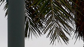 Tormenta tropical Nicole en Florida