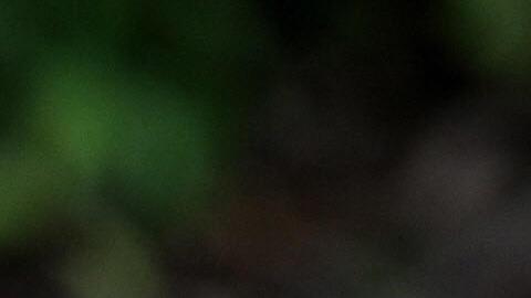 El niño Julio Otero Fernández fue decapitado por el reptil.