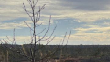 Los rescatistas sacan a Joseph Nolin, de 74 años del bosque.