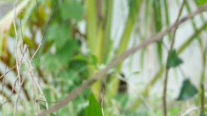 En esta imagen aparece un mono en Tailandia amarrado a una cadena.