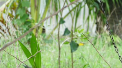 En esta imagen aparece un mono en Tailandia amarrado a una cadena.