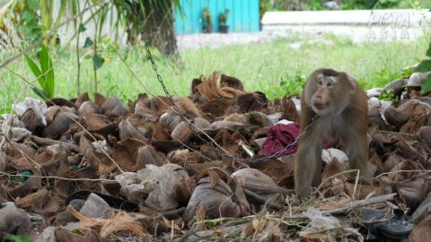 En esta imagen aparece un mono en Tailandia amarrado a una cadena.