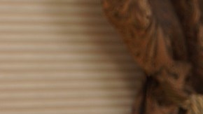 Pavo de Acción de Gracias