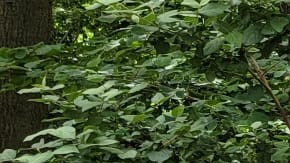 Grupo de trabajadores inmigrantes que hoy estarán apoyando a los corredores. /NICE