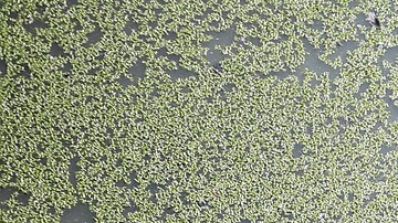 Los lugareños viven en constante miedo por la presencia de cocodrilos.