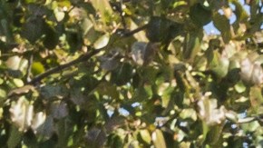 brooklyn-vecindario-precios