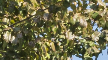 brooklyn-vecindario-precios