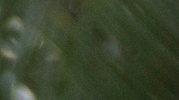 elon-musk-twitter-trabajo-remoto