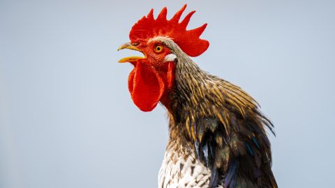 gallo-robo-santuario
