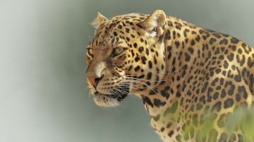 Un par de leopardos mataron esta semana a dos niños.