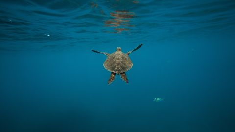 La "Leviathanochelys aenigmatica" fue una de las tortugas marinas más grandes que jamás haya existido.