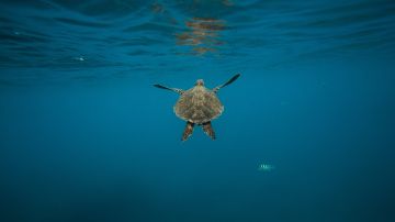 La "Leviathanochelys aenigmatica" fue una de las tortugas marinas más grandes que jamás haya existido.