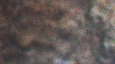 Las ratas se comieron la evidencia contra los traficantes de drogas.