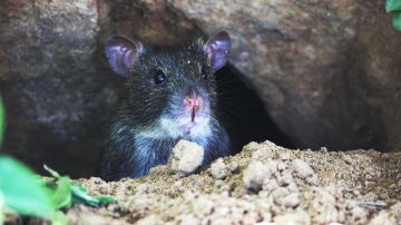 Las ratas se comieron la evidencia contra los traficantes de drogas.