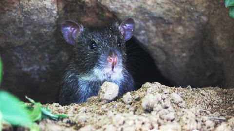 Las ratas se comieron la evidencia contra los traficantes de drogas.