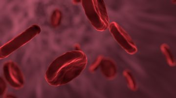 La fase actual analizará la vida útil de las células sanguíneas cultivadas en laboratorio.