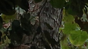 Eric Adams en Cumbre de alcaldes en Atenas, Grecia.