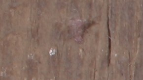 100-dolares-presupuesto-ahorro