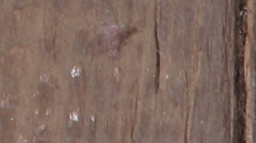 100-dolares-presupuesto-ahorro