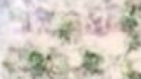 Christopher Williams