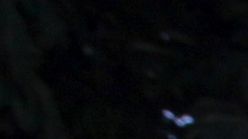 "Jonathan" se convirtió en la tortuga más anciana en el registro humano.