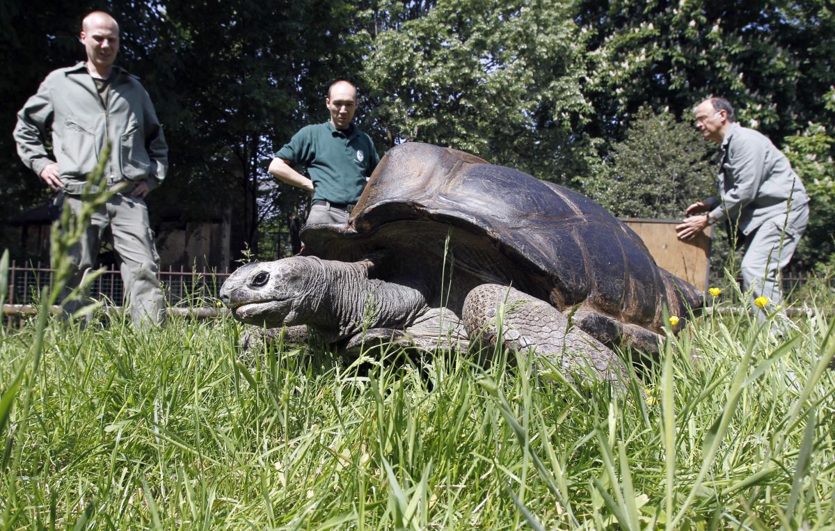 "Jonathan" se convirtió en la tortuga más anciana en el registro humano. 