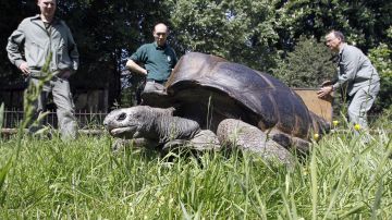 "Jonathan" se convirtió en la tortuga más anciana en el registro humano.