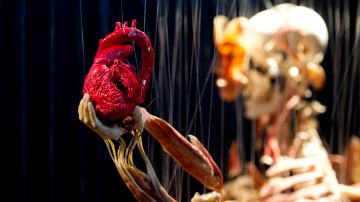 Un corazón preservado por Gunther von Hagens en la exhibición "Body Worlds & The Story of the Heart", en Berlín, Alemania, en el 2011.
