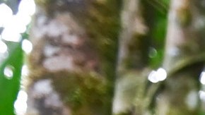 COLOMBIA-ELN-CONFLICT