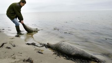 Inicialmente descubrieron 700 focas muertas.
