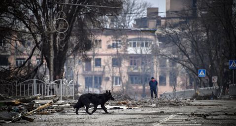 Querían que los perros "volaran" los tanques ucranianos.