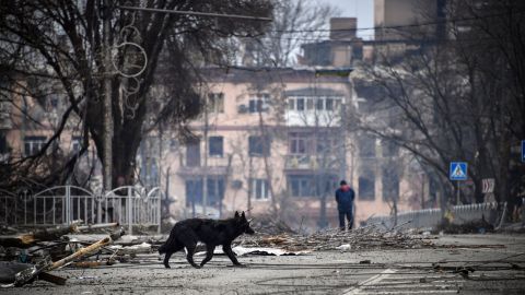 Querían que los perros "volaran" los tanques ucranianos.