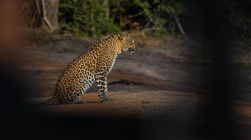 Aunque son raros los ataques de leopardos, la urbanización ha provocado que salgan de sus hábitats en búsqueda de comida.