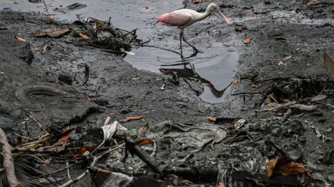 ECUADOR-ENVIRONMENT-POLLUTION-SALADO ESTUARY-MANGROVE-REFORESTAT